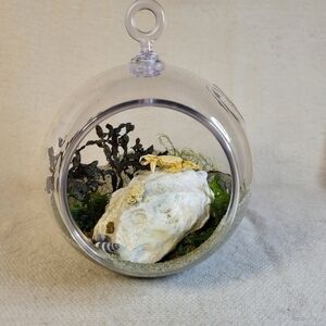 Crab Terrarium Oddity Home Decor